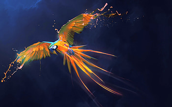 Parrot Os, Parrot Linux HD wallpaper