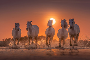 Horses White Angels Of Camargue, horse, animals, behance HD wallpaper