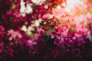 Flowers, Shine, Light, Bloom, Flowering, Branch HD wallpaper