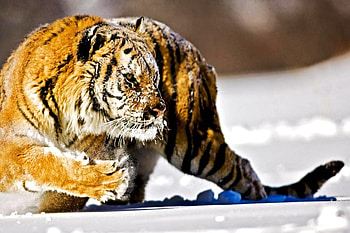 Hunter in the snow, tiger, striped, snow, cold, cat, hunting, orange black and white HD wallpaper