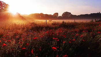 Morning Sunrise, poppies, horse, fence, trees, fields, germany, sky HD wallpaper