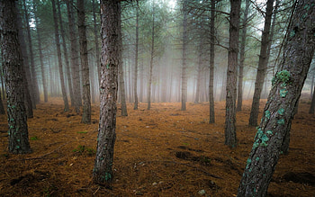 Forest, fog, nature, tree HD wallpaper