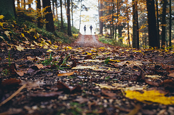 Nature, Autumn, Road, Silhouettes, Stroll HD wallpaper