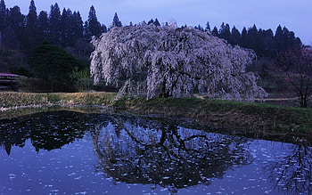 Nature, Flowers, Rivers, Wood, Tree, Bloom, Flowering HD wallpaper