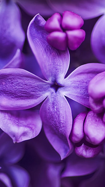 Purple Flowers, Purple, Nature HD phone wallpaper