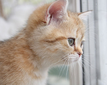 ...looking out, cats, looking, kitty, animals HD wallpaper
