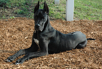 Animals, Dark, To Lie Down, Lie, Dog, Beautiful, German Dog, Great Dane HD wallpaper