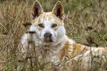 LOOK INTO MY EYE'S, animal, dog, eyes, canine, pet HD wallpaper