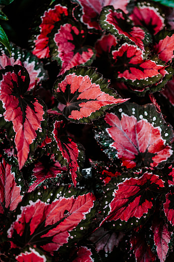 Flowers, Leaves, Plant, Color, Coloured, Indoor Plant, Houseplant HD phone wallpaper