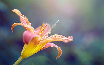 Flower, Macro, Petals, Lily, Bent, Curved HD wallpaper