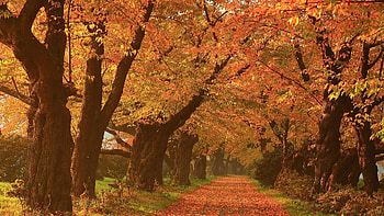 Park Path, Park, autumn, Nature, Path HD wallpaper