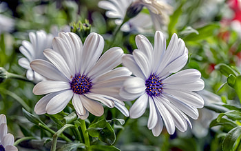 African Daisies, osteospermum, african daisy, nature, flower HD wallpaper