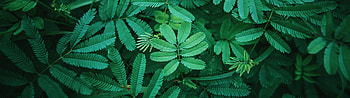 Green spring leaves, Nature's renewal, Serene landscapes, Vibrant colors HD wallpaper