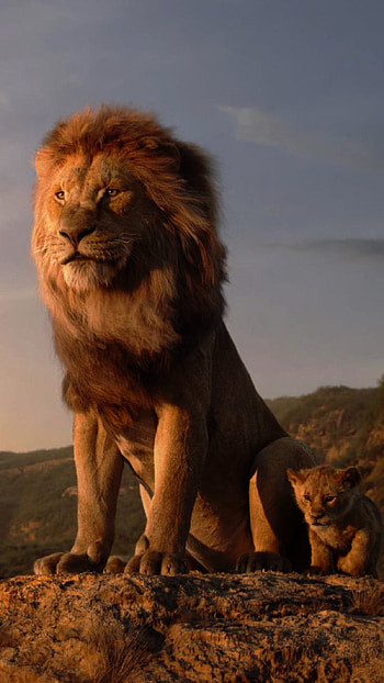 Lion, Simba, Jungle King HD phone wallpaper