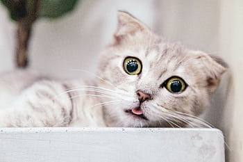 Adorable portrait of a grey and white Munchkin kitten with striking eyes and playful expression. HD wallpaper