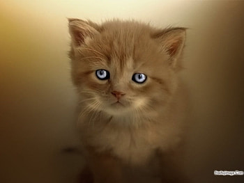 kitten, baby, brown, kitty, orange HD wallpaper