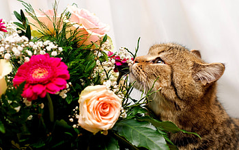 Animals, Cats HD wallpaper