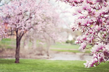 Cherry Blossom Tree , blossom, flowers, tree HD wallpaper