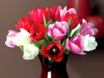 Mixed flowers bouquet, tulip, pink, white, bouquet, flower, nature HD wallpaper