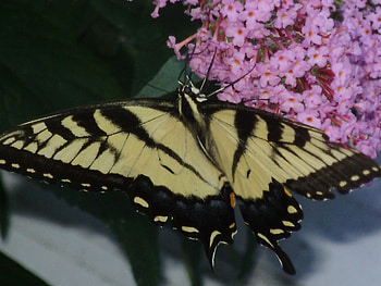 butterfly, feasting on flowers, butterfly up close and personal HD wallpaper