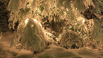 Winter, roe, alleys, nice, fence, snow, trees, care, snowy, house, cold, girl, tree, pretty, light, deer, cottage, lovely, home, countryside, kindness, snowflakes, holiday, yard, painting, new year, frost, magic, frozen, mood, beautiful, meet, little, park, cabin, christmas, sky, forest, village HD wallpaper