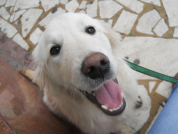 Buff- The Golden Retriever, dog, friendship, golden retriever, love HD wallpaper