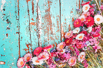 Flowers, white, red and pink flowers HD wallpaper