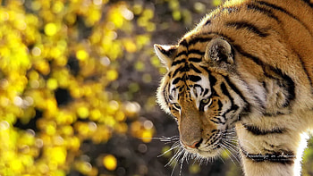 Animals, Glare, Muzzle, Big Cat, Tiger HD wallpaper