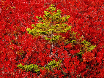 Autumn Forest, trees, autumn, nature, forest HD wallpaper