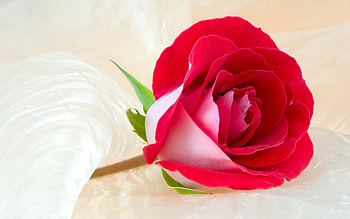 Plants, Flowers, Roses HD wallpaper