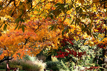 Nature, Trees, Autumn, Leaves HD wallpaper