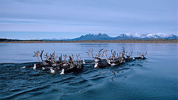 Kobuk River, Caribou HD wallpaper
