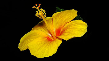 Best hibiscus , High resolution beauty, PC perfection, Stunning display HD wallpaper