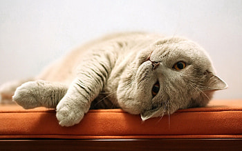 Animals, Cat, To Lie Down, Lie, Fat, Thick, Playful HD wallpaper
