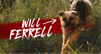 Joyful Dog in Nature, movie, Strays HD wallpaper