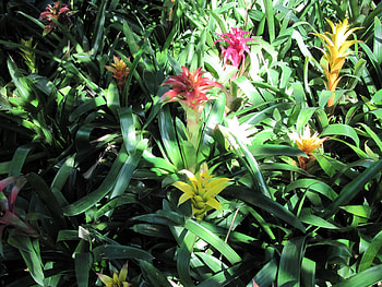 A fabulous day at Edmonton garden 08, pink, graphy, yellow, green, red, Flowers, orange HD wallpaper