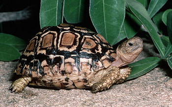 Animals, Grass, Leaves, Reptile, Turtle HD wallpaper