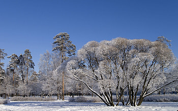 Winter, Nature, Trees, Sky, Snow, Branches, Branch, Scattered, Clear, I See, Spreading HD wallpaper