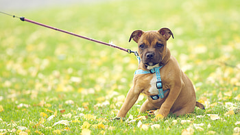 Animals, Flowers, Grass, Dog, Muzzle, Leash HD wallpaper
