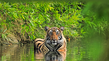 Bengal tiger, Ranthambore National Park, India, bengal tiger, Animal, tiger HD wallpaper