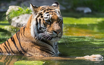 Animals, Water, Muzzle, Striped, Predator, Big Cat, Tiger, To Swim, Swim HD wallpaper