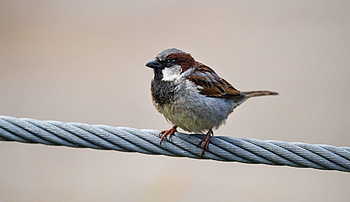Animals, Bird, Sparrow, Wire HD wallpaper