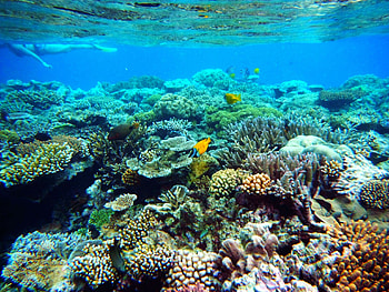 Great Barrier Reef , Paradise under the sea, Diverse marine life, Vibrant coral ecosystems HD wallpaper