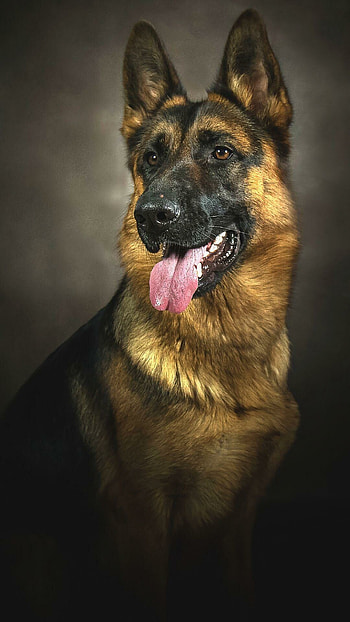 German Shepherd, , Stunning dog breed HD phone wallpaper
