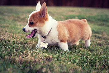 Corgi, Beautiful HD wallpaper