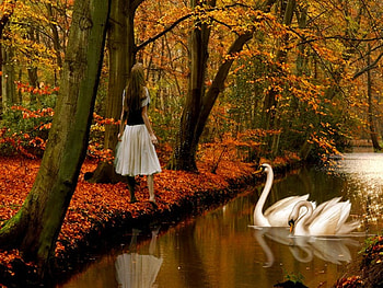 autumn HD wallpaper