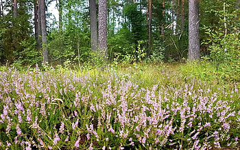 Heather in Forest, Latvia, plants, forest, heather HD wallpaper