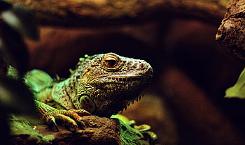 Animals, Muzzle, Lizard, Reptile, Iguana, Pangolin HD wallpaper