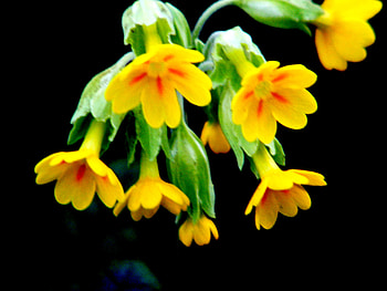 cowslips in the garden., wild-flowers, delicate, , yellow HD wallpaper