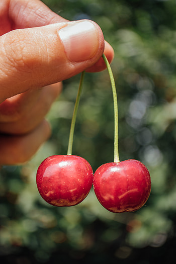 Sweet Cherry, Food, Cherry, Hand, Berry, Fruit HD phone wallpaper